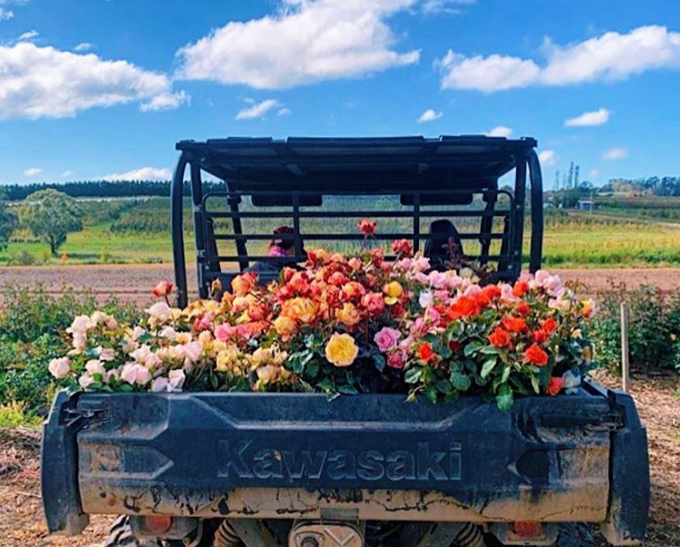 Bondi Farmers Markets fresh cut flowers