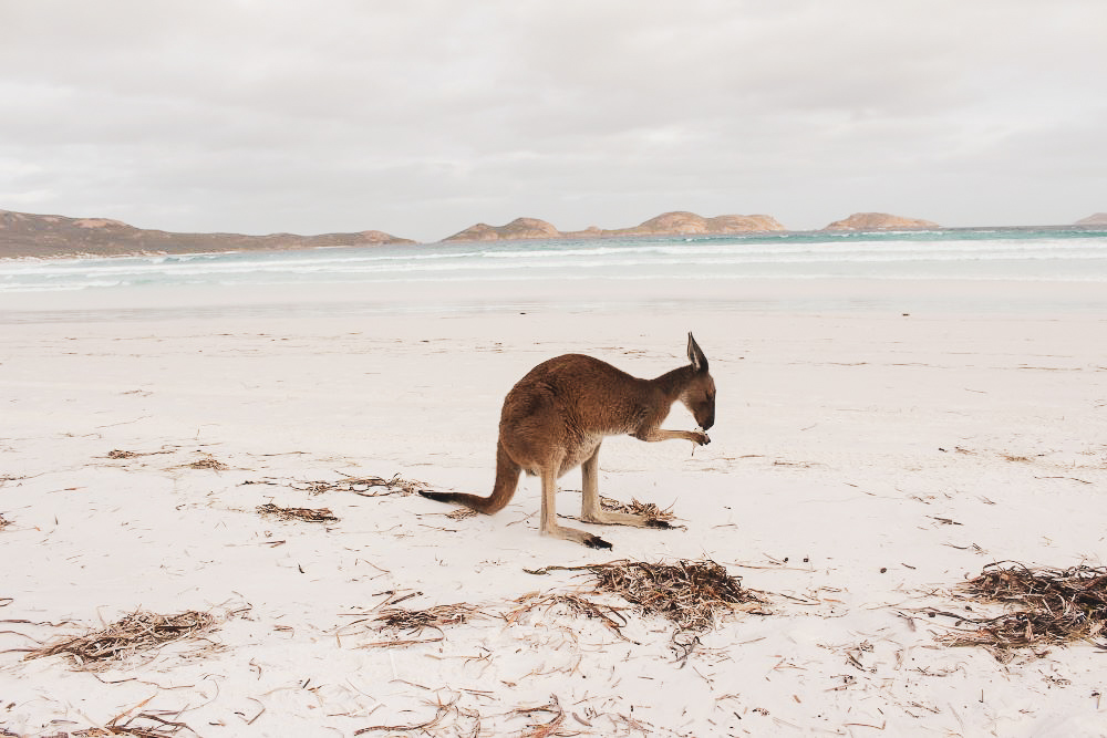 lucky bay kangaroos on the beach australia
